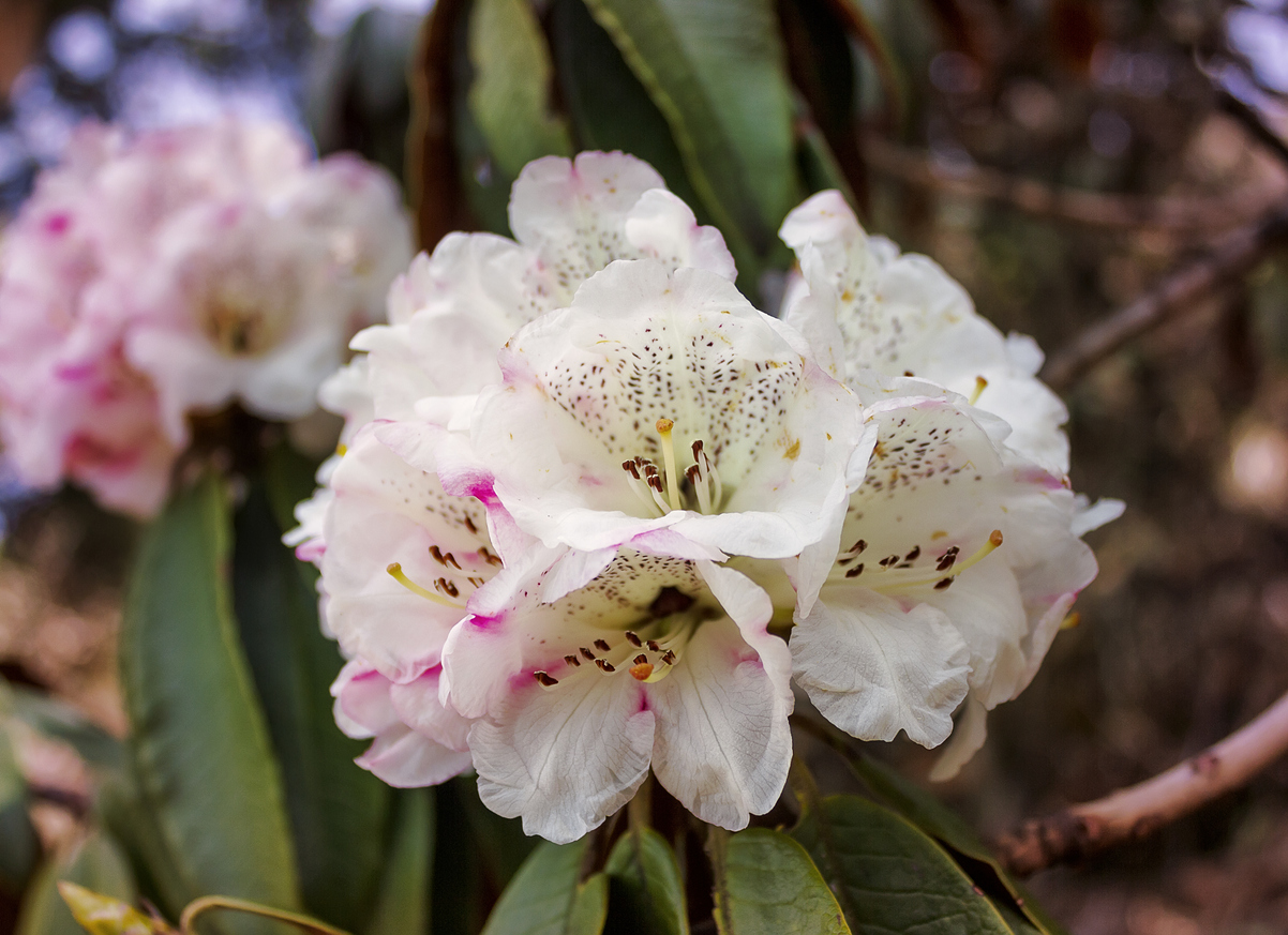 Healing Qualities of Rhododendron Essential Oil | Stillpoint Aromatics